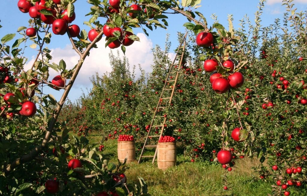 Organic farming.