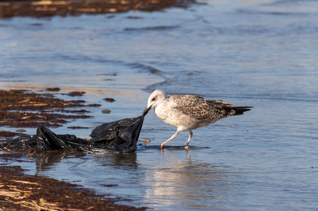 A bird trying to eat plastic pollution in the ocean